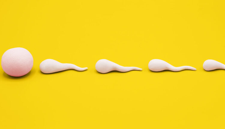 Increase In Sperm Count